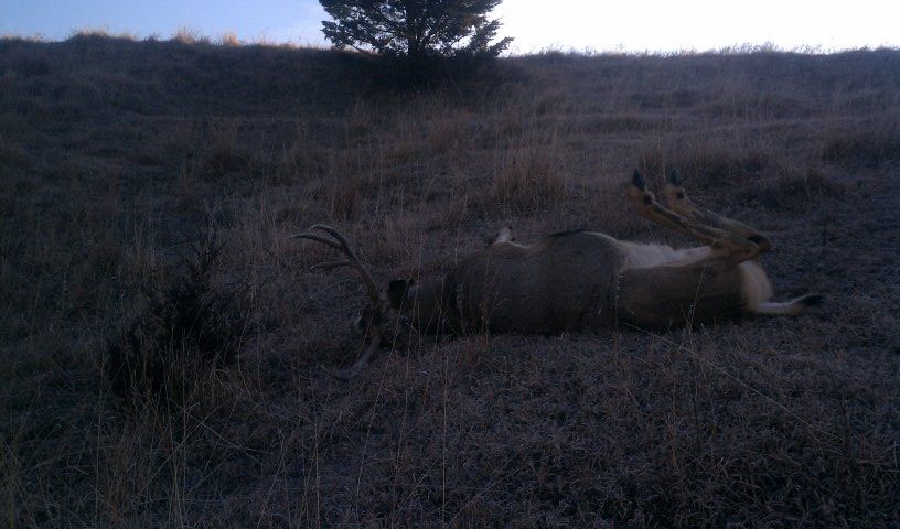 logans deer