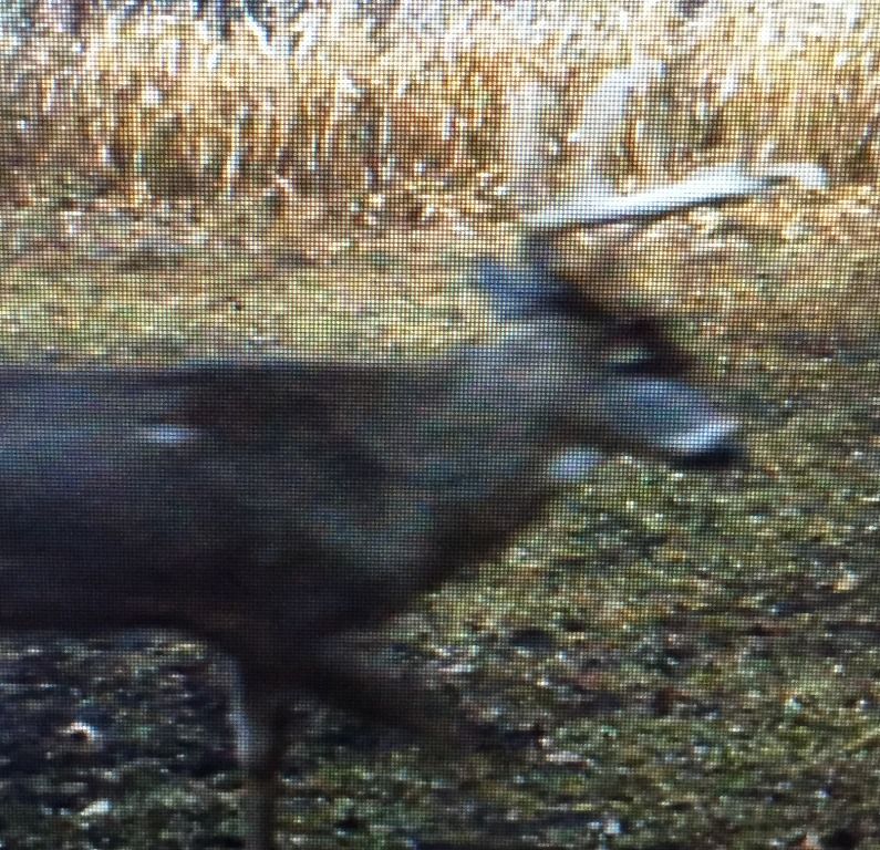 Management Buck still walking a month later