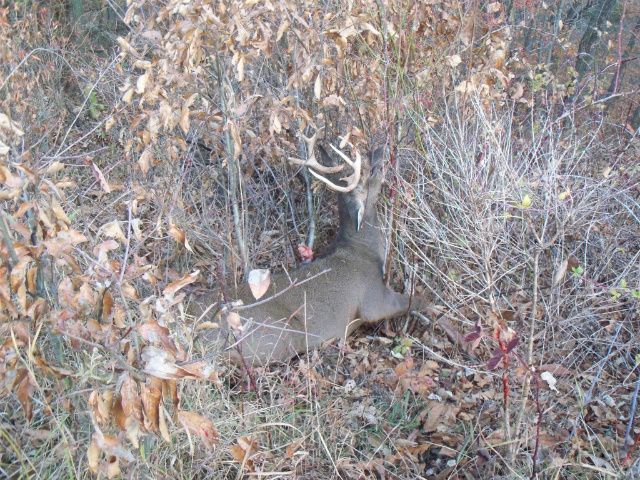 Mark's 2011 Bow Buck