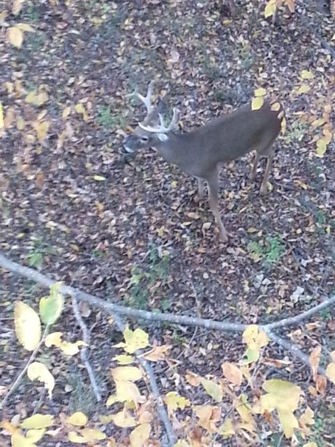 Mark's 2012 Archery Buck