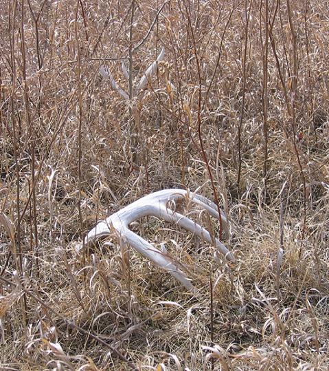 Matched set, Page County, found in CRP.