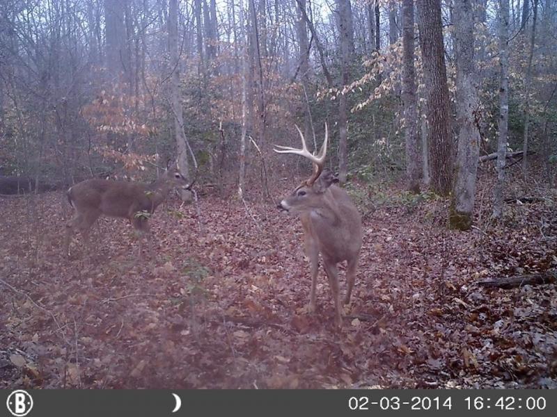 Mature public land 8 point.