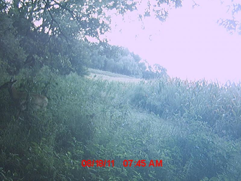 MDGC0136