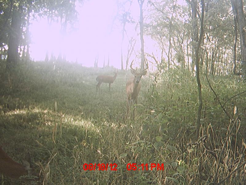 MDGC0360