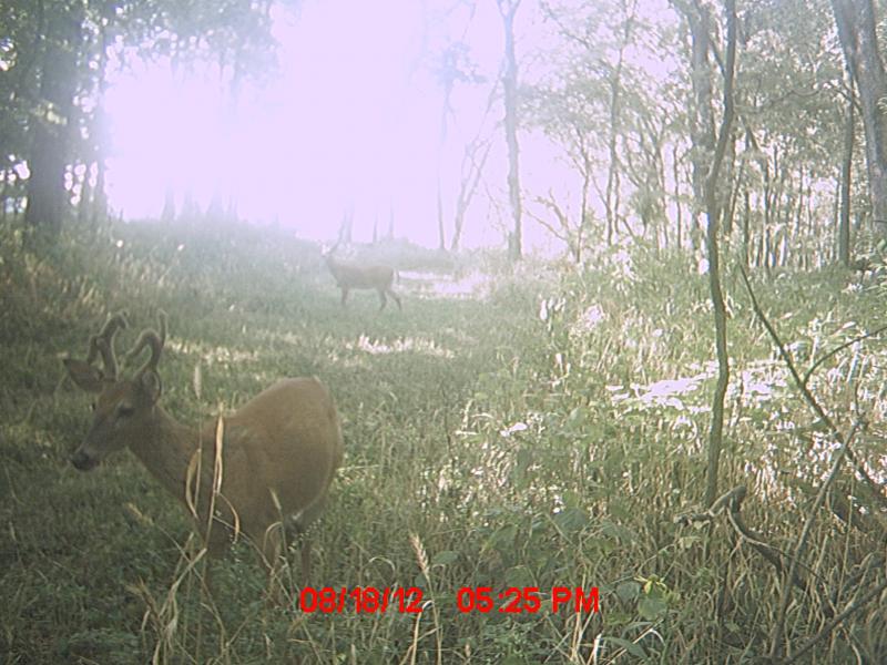 MDGC0382