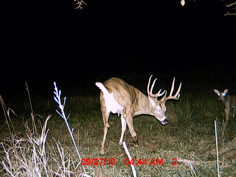 MDGC0798