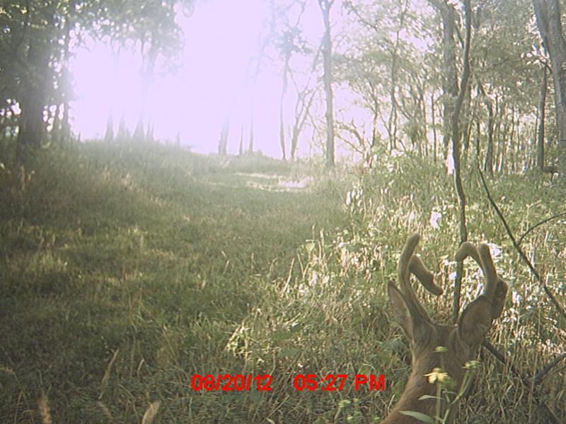 MDGC0919
