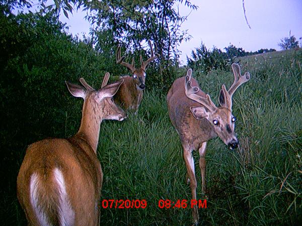 MDGC0945