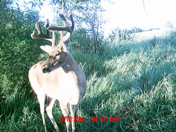 MDGC1083