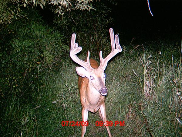 MDGC1264