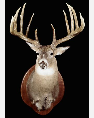 Mel Johnson Buck