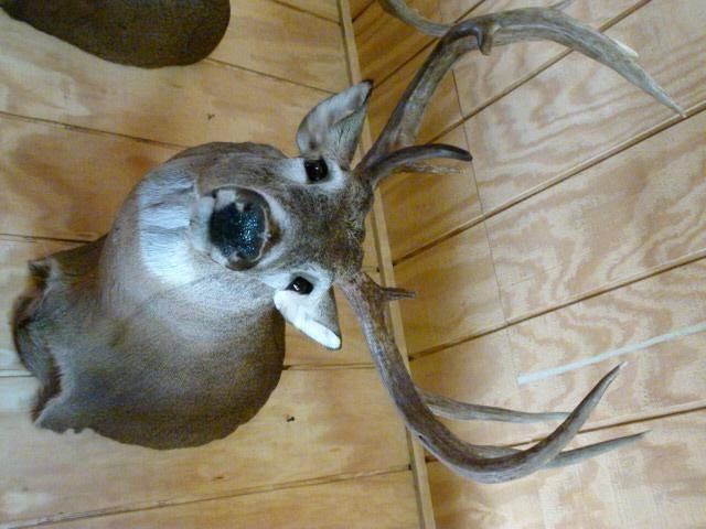 Mike's Taxidermy