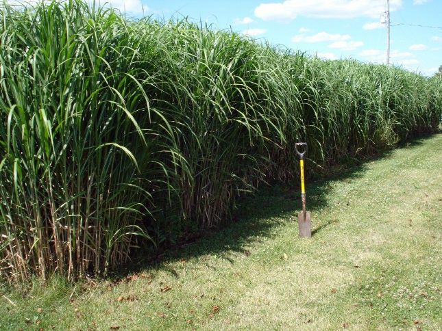 Miscanthus2