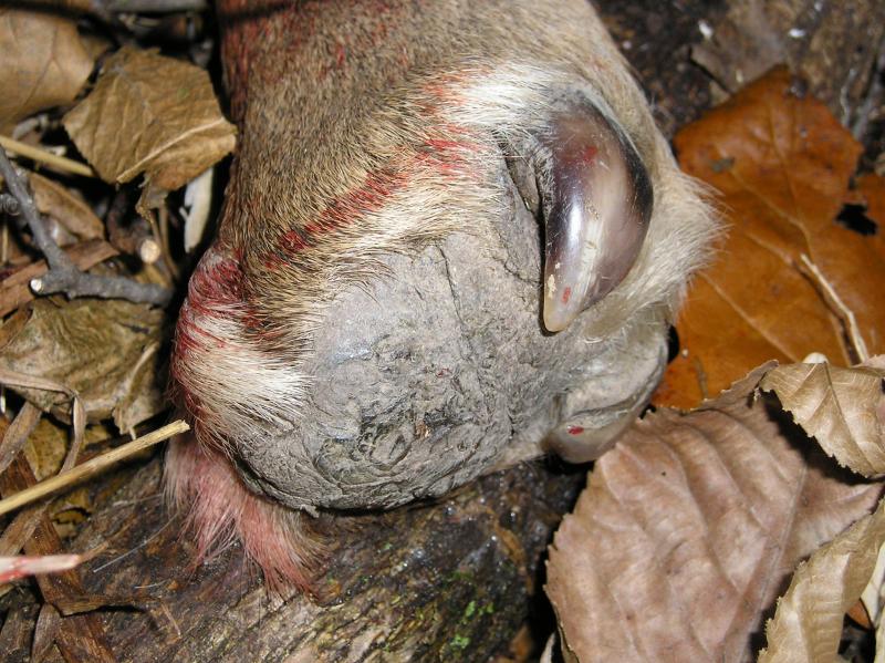 Missing hoof