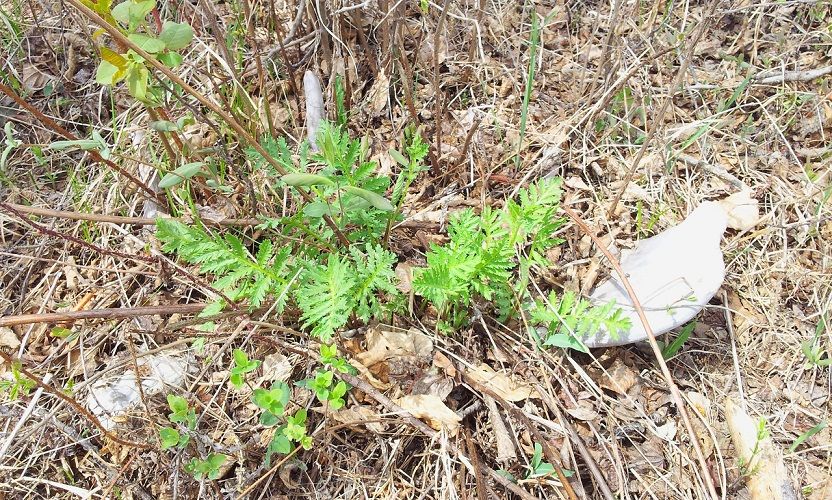 Moose paddle fern