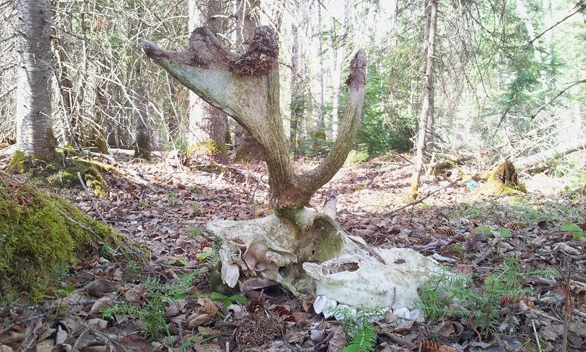 Moose skull 2