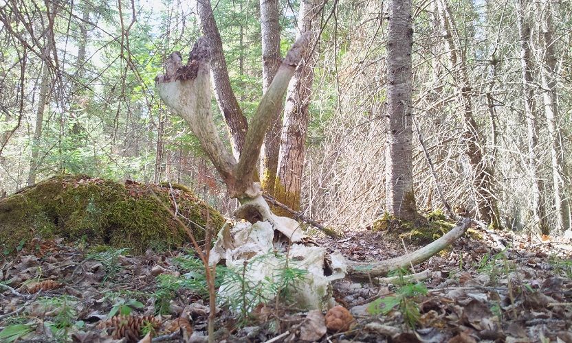 Moose skull