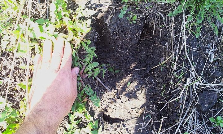 Moose Track