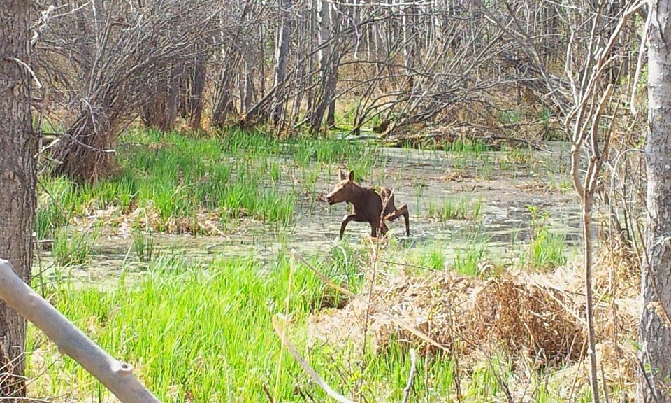 Moose