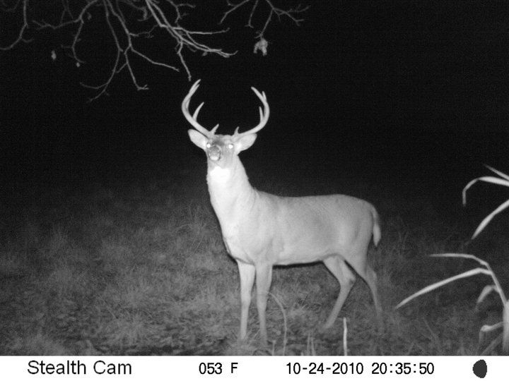 "Moose"