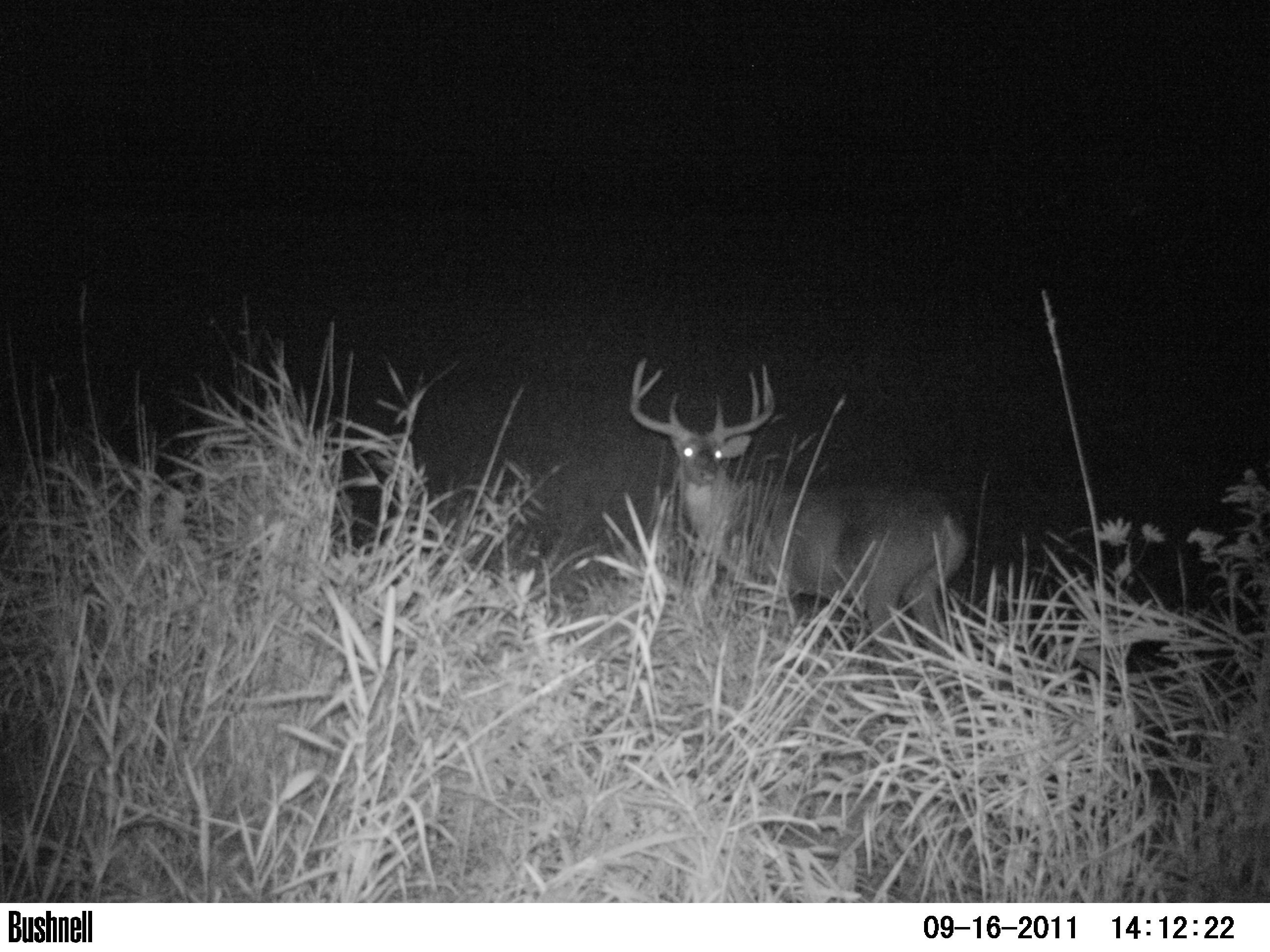 More Bucks