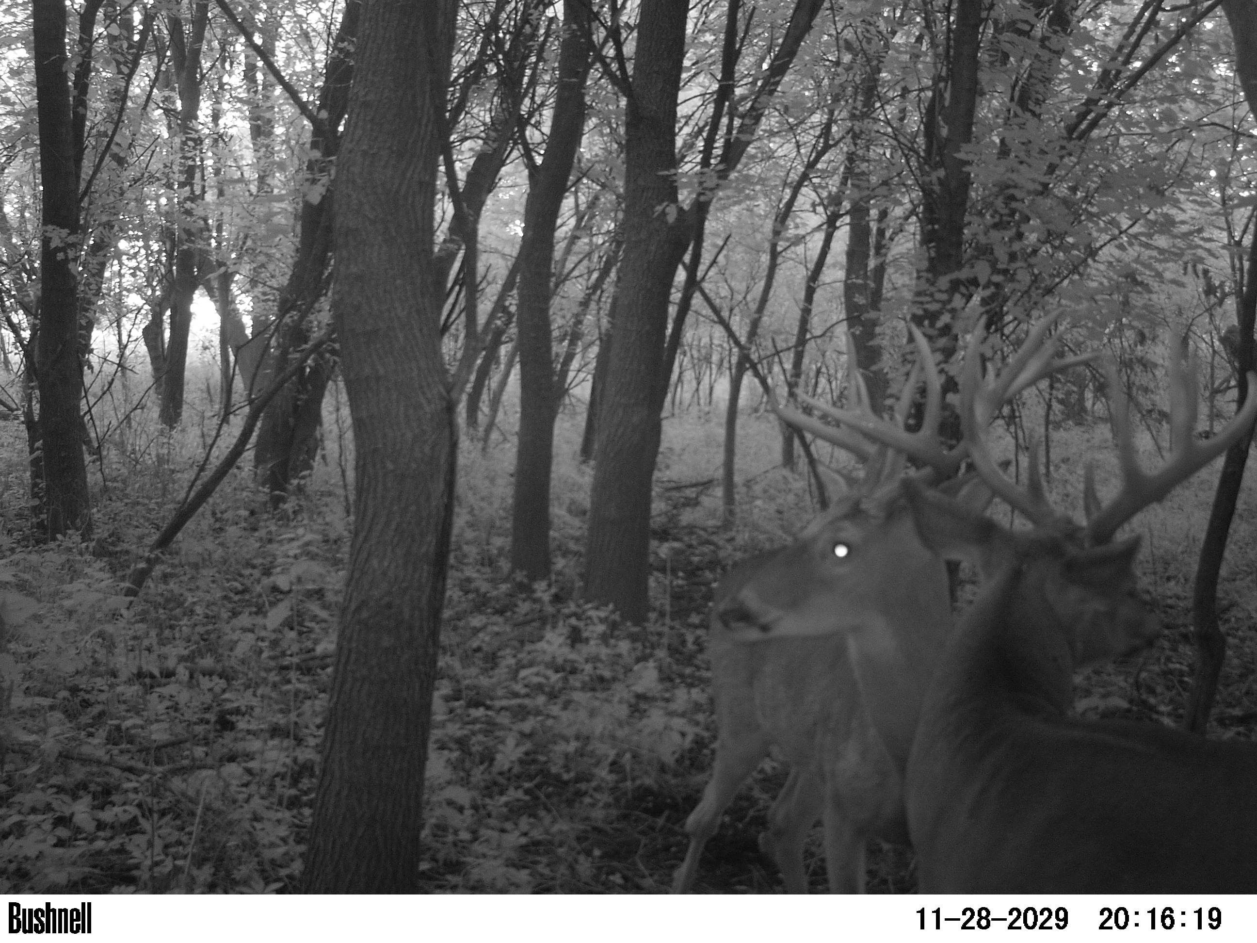 More Bucks