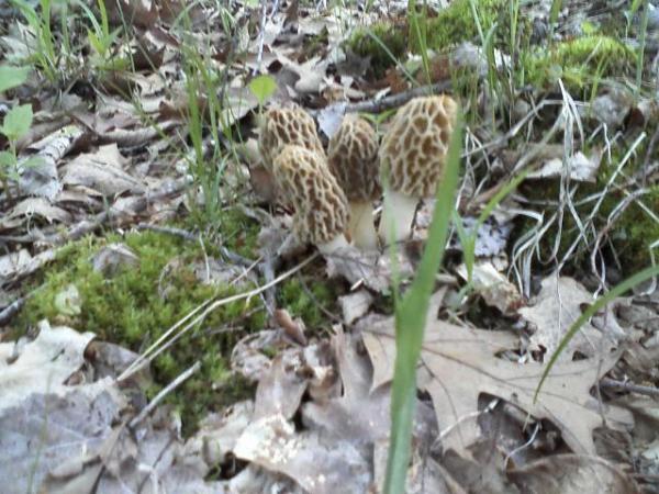 morel ATL