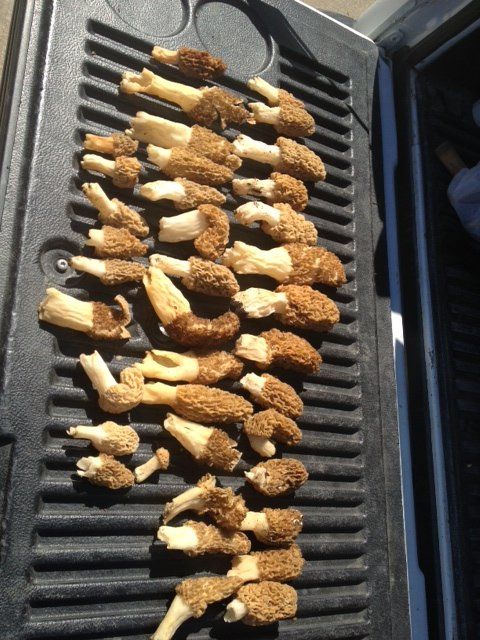 Morels