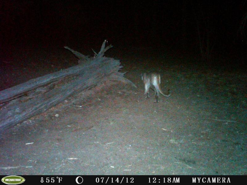 Mountain Lion