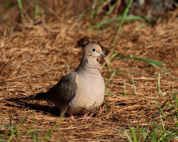 mourning dove 0315