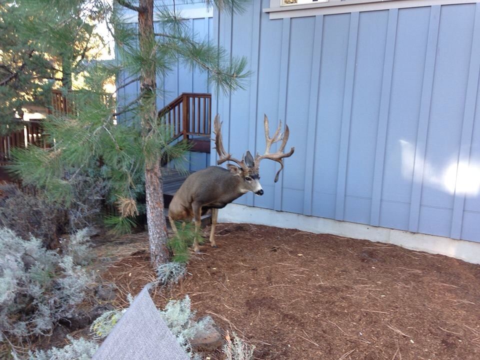 Mule Deer