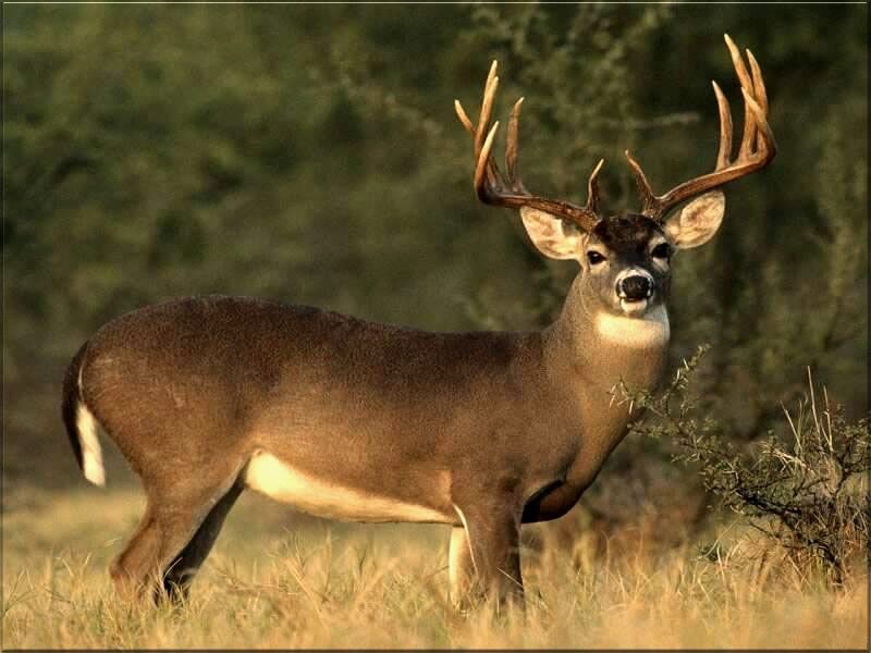 mule deer1 0204610 std