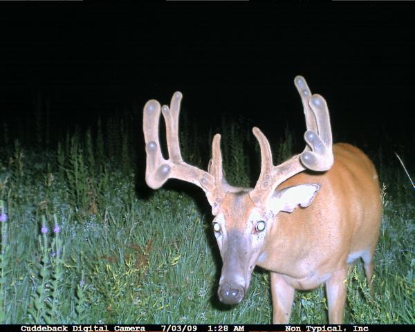 Mulie Buck 2009