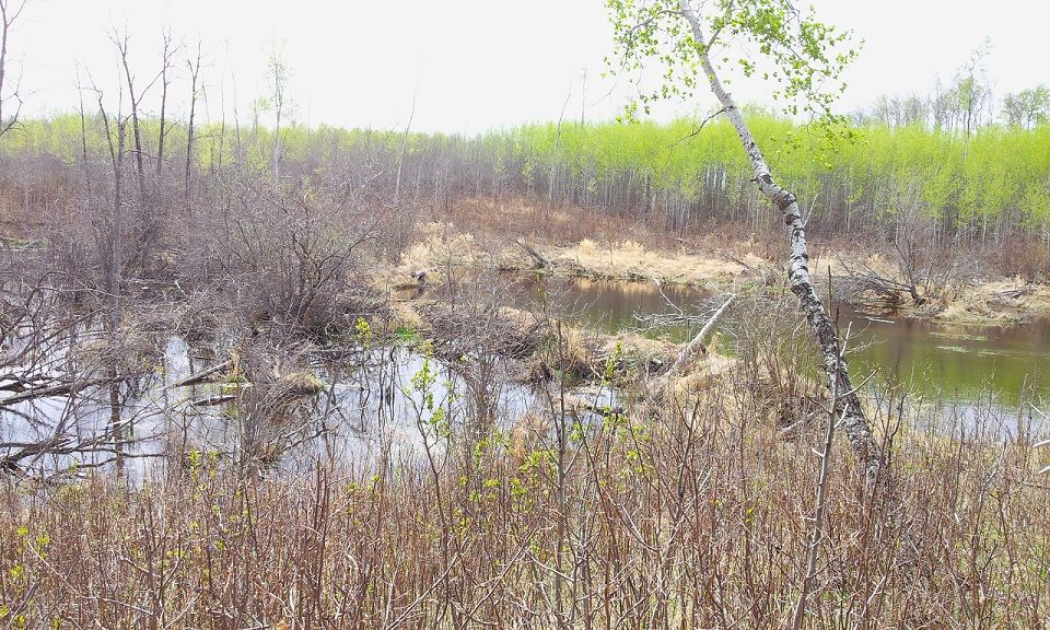 Muskeg beaver pond