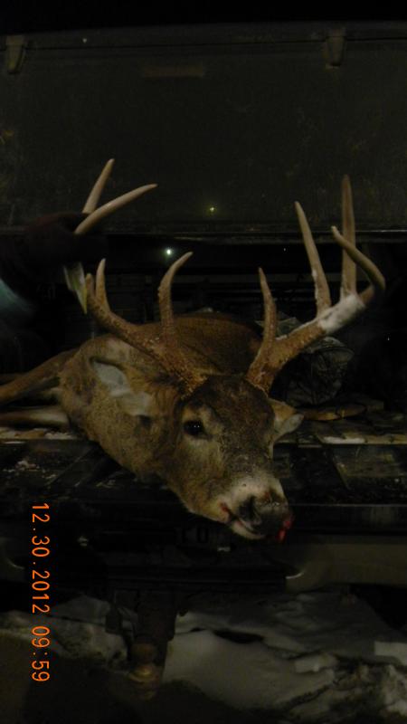 muzzy buck 231