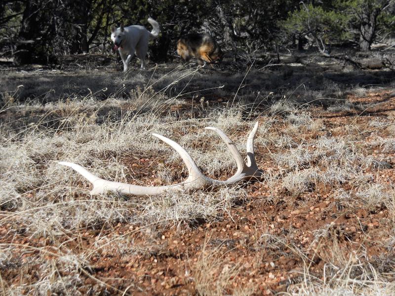 My 1st full elk shed!