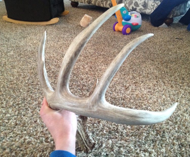 My buck 2 years ago