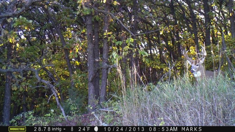 My favorite trail camera photo to date.  This buck eluded me twice during the season.  He definitely is a unique buck.  Named him Beamer.