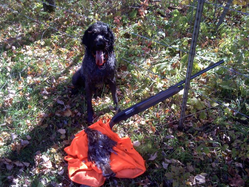 My german wirehair with another ruffed grouse.