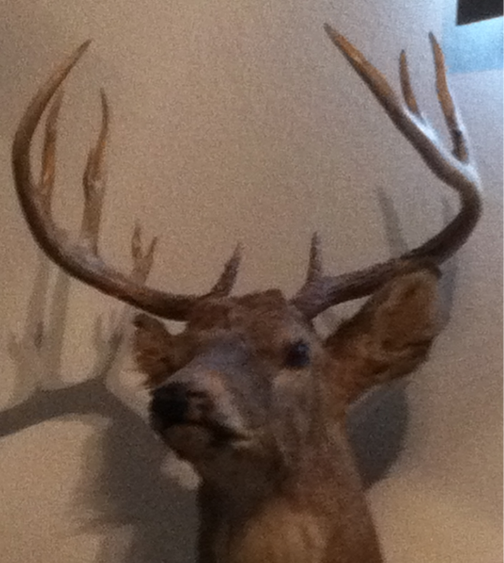 My kid brothers 14 pointer from1982