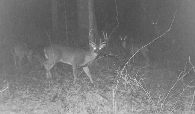 Mystery buck in background