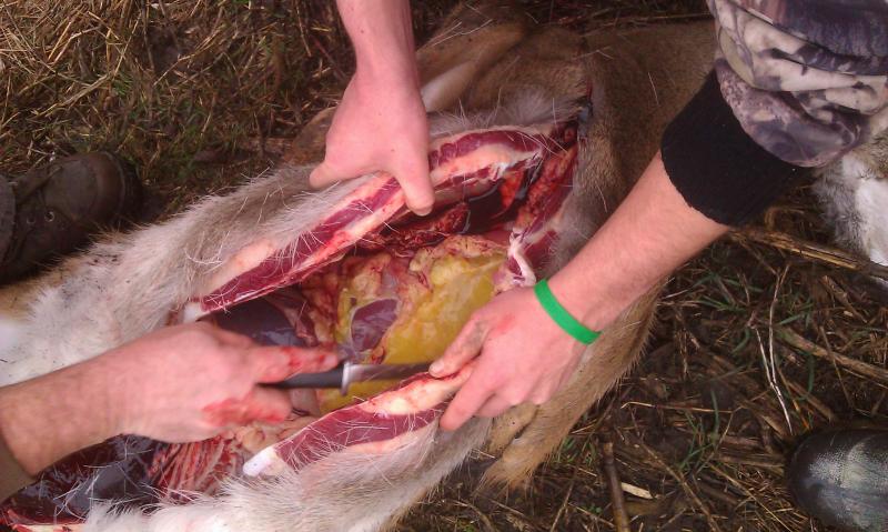 Nasty doe insides