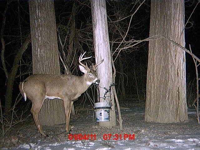 Nice young buck