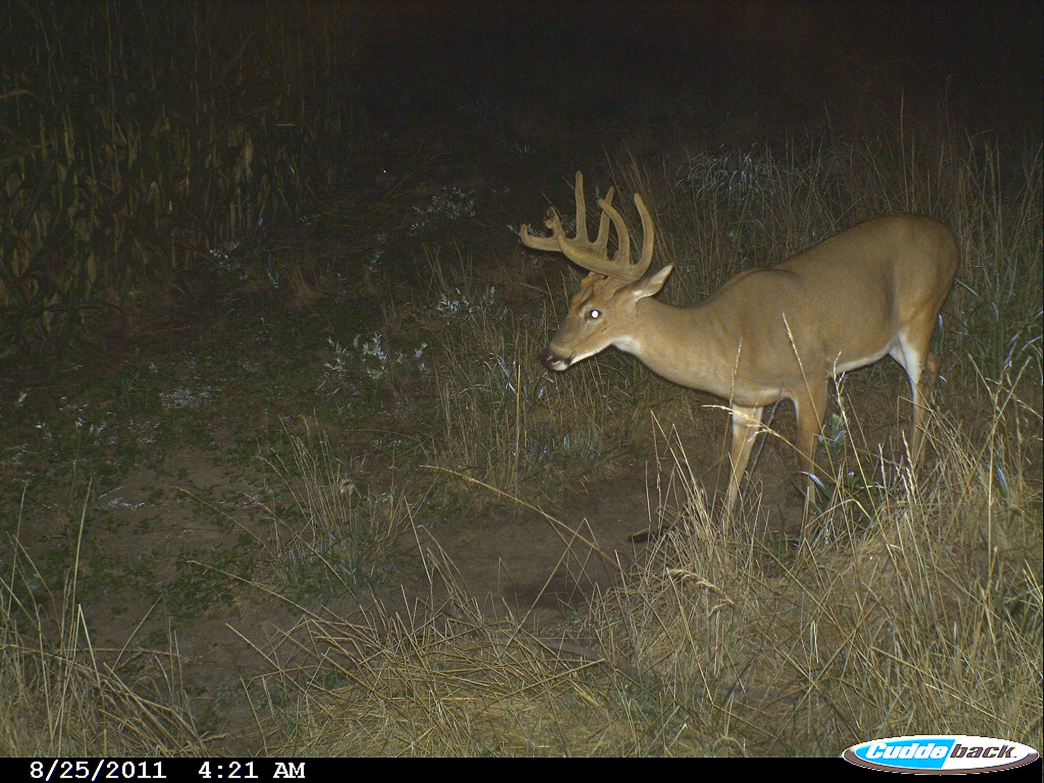 Nine Pt