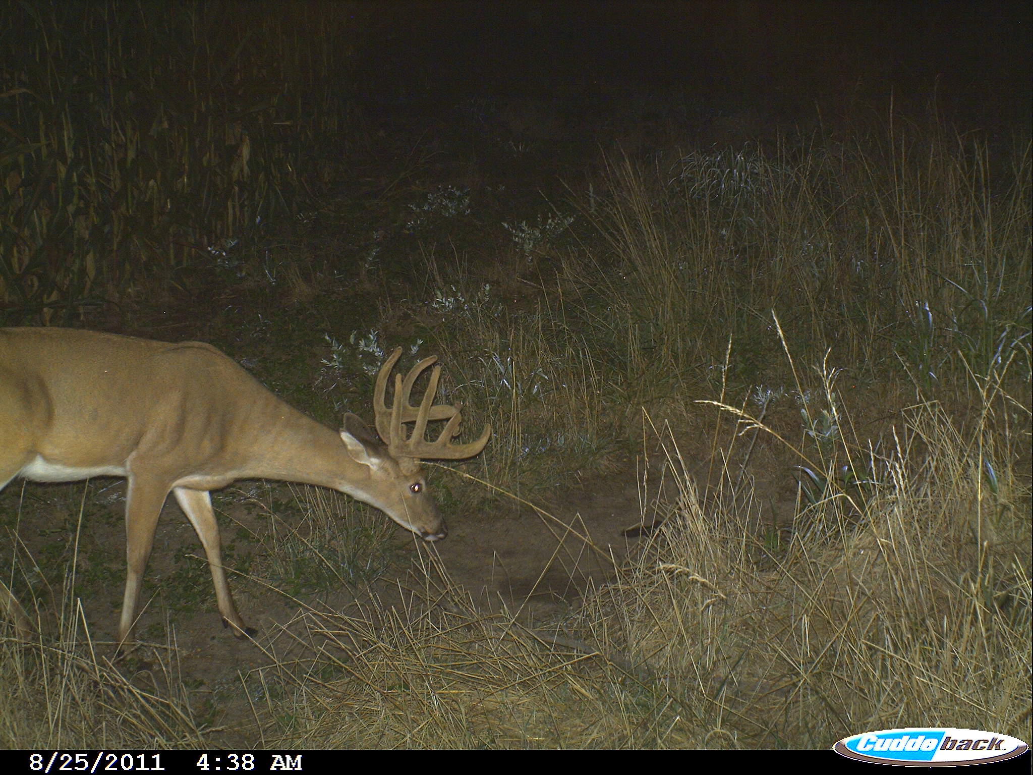 Nine Pt