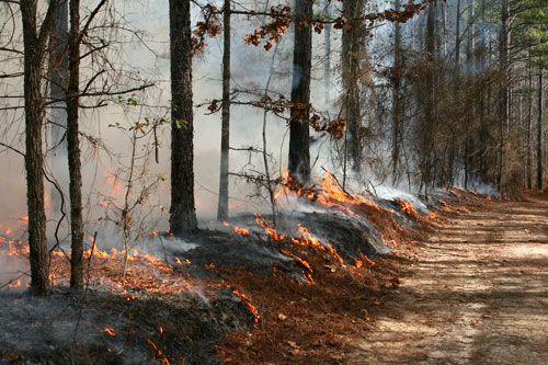 NWTF Prescribed Fire (1)