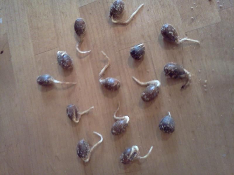 oaks sprouted