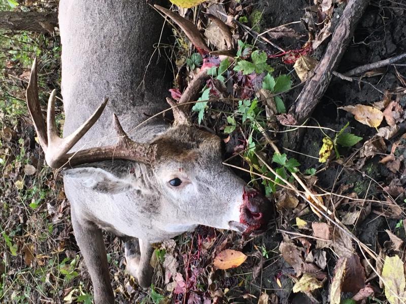 Oct 2015 Bow Buck