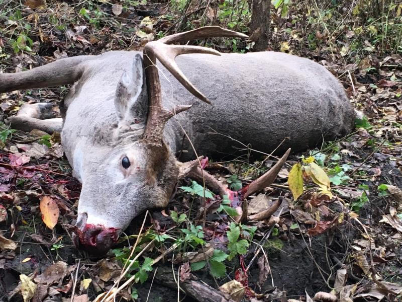 Oct. 2015 Bow Buck