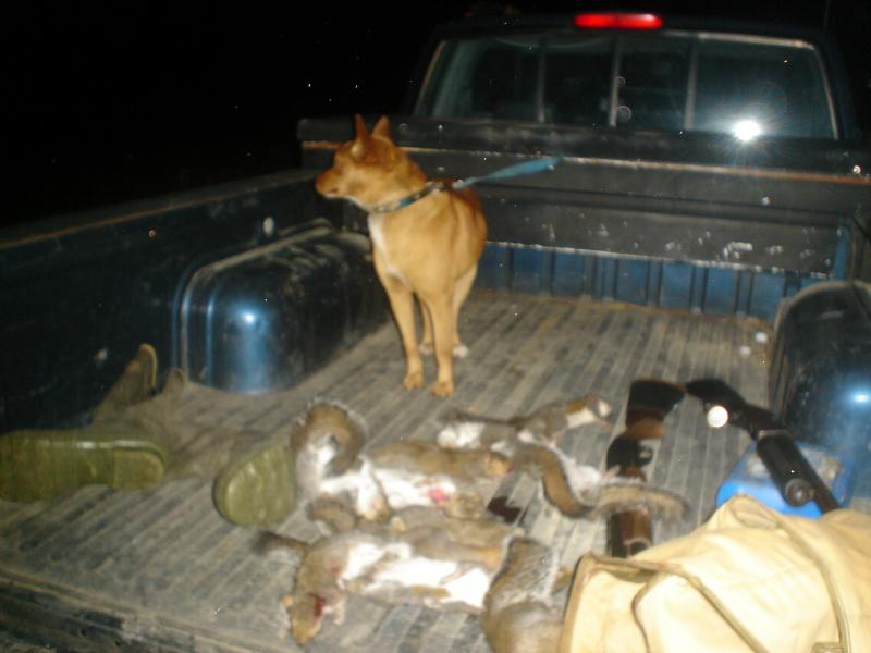 ONE BADASS TREE RAT DOG THERES ELEVEN